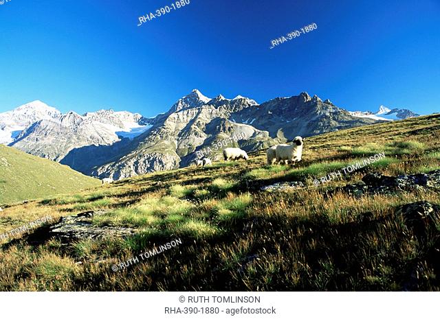 View to the Ober Gabelhorn, sheep in foreground, Zermatt, Valais, Switzerland, Europe