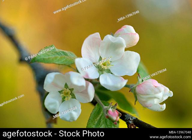 Close-up of Apple tree flowers, white blossom, spring time, blurred natural background