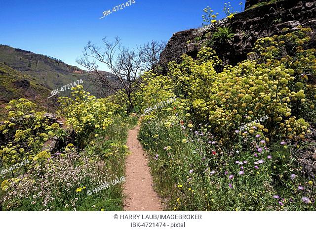 Path through blooming vegetation, yellow flowering giant fennel (Ferula communis), Barranco de la Mina, at Las Lagunetas, Gran Canaria, Canary Islands, Spain
