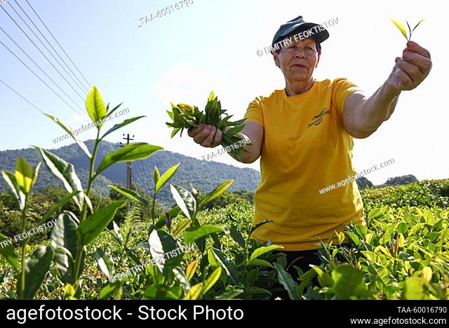 RUSSIA, KRASNODAR REGION - JUNE 23, 2023: A woman plucks tea leaves at the Matsesta Tea Factory in the village of Izmailovka, Khostinsky District