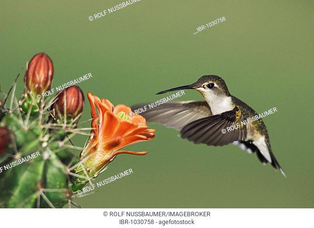 Ruby-throated Hummingbird (Archilochus colubris), female in flight feeding on Claret Cup Cactus (Echinocereus triglochidiatus), Uvalde County, Hill Country