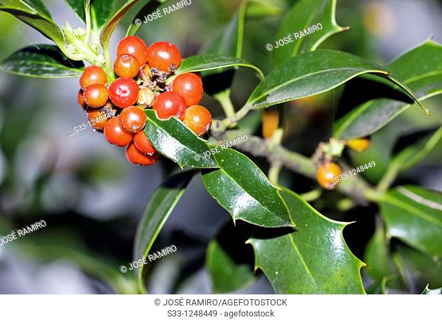 Holly tree Ilex aquifolium