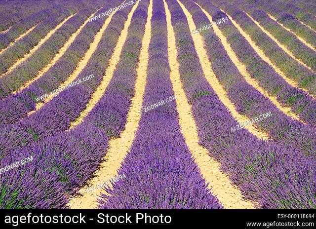 Lavendelfeld - lavender field 08