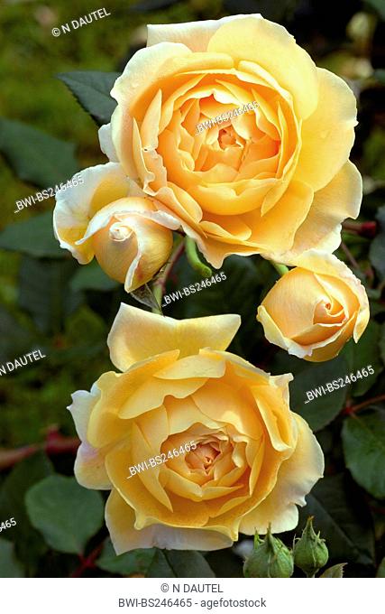 ornamental rose Rosa 'Crown Princess Margareta', Rosa Crown Princess Margareta, cultivar Crown Princess Margareta