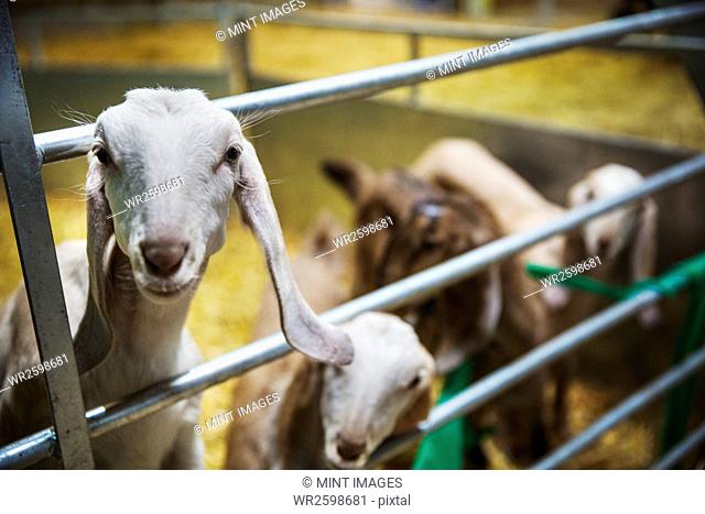 Small herd of goats in a stable, looking at camera