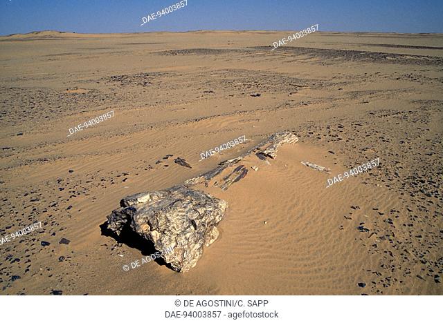 Petrified wood, Bayuda Desert, Sahara Desert, Sudan