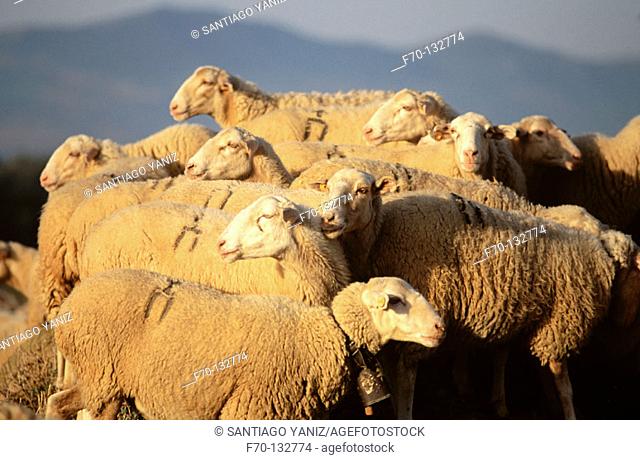 Sheep. Navarre. Spain