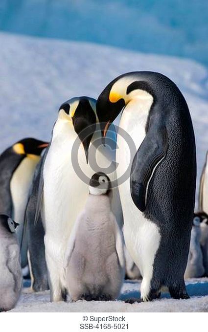 antarctica, weddell sea, snow hill island, emperor penguins aptenodytes forsteri, colony, couple with chick