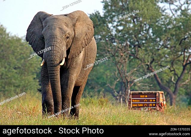 Elefant am Wegweiser im Kruger Nationalpark Südafrika, wildlife