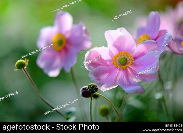 Autumn anemone ( Anemone japonica) ( Anemone hupehensis var. japonica)