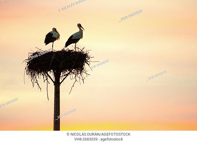 Sunset with couple of white storks in the nest. San Vicente de Alcantara. Province of Badajoz. Extremadura. Spain