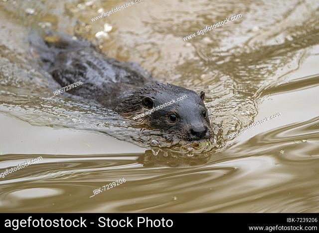 Young european otter (Lutra lutra), at a pond, captive