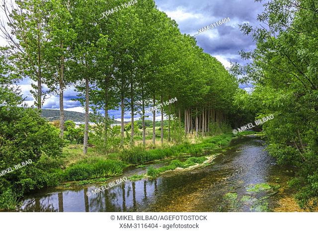 Poplar grove and Ega river. Murieta, Navarre, Spain, Europe