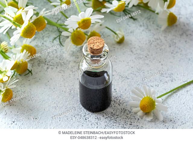 A bottle of dark blue German chamomile essential oil and fresh flowers on a bright background