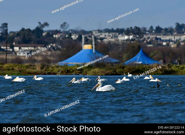 December 28, 2022, Toluca, Mexico : A group of 100 American pelicans migrated to the 'Tlachaloya lagoons' located north of the city of Toluca