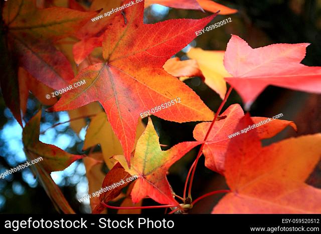 Leaves changing colour in the Autumn