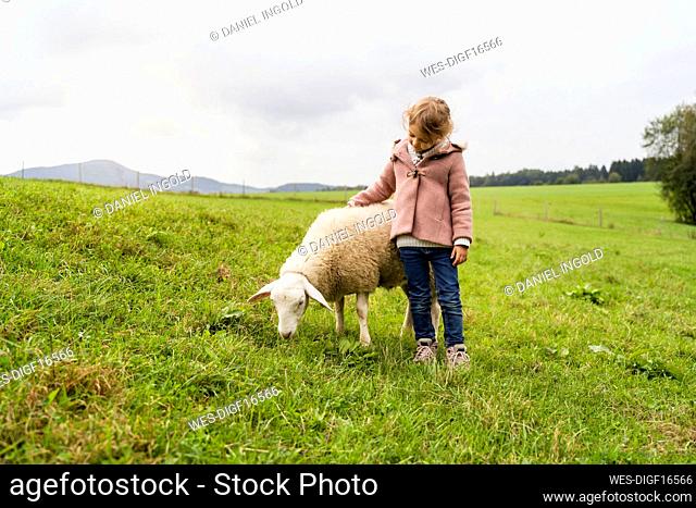 Girl standing by sheep grazing in farm