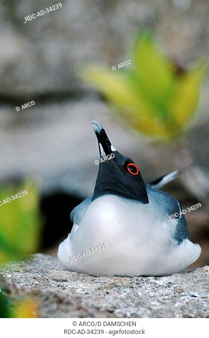 Swallow-tailed Gull Tower Island Galapagos Islands Ecuador Creagrus furcatus