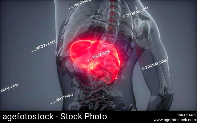 science anatomy scan of human liver glowing