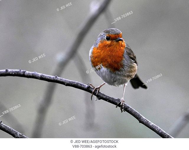 European Robin (Erithacus rubecula) perched on a branch, Washington Wildfowl and Wetlands Trust, Tyne and Wear, England