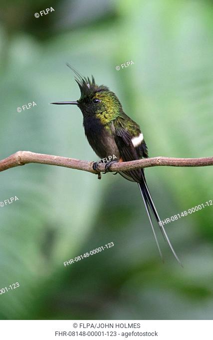 Wire-crested Thorntail (Popelairia popelairii) adult male, perched on stem, Wild Sumaco Lodge, Napo Province, Ecuador, February