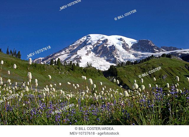 Mount Rainier and alpine meadows