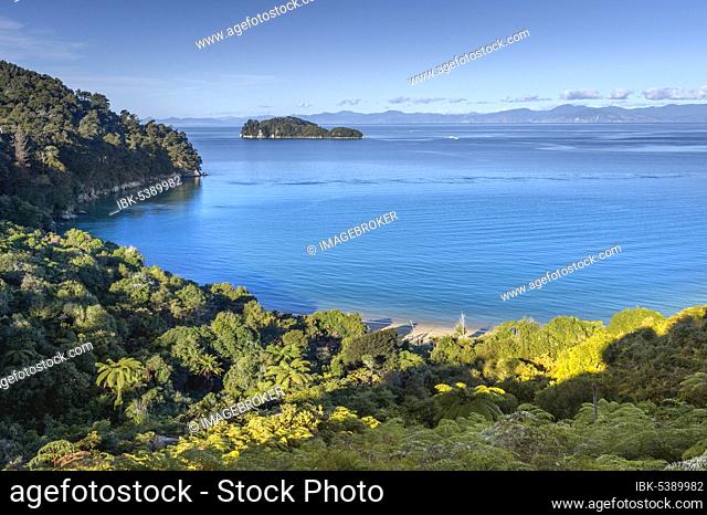 Abel Tasman Coastal Track, Abel Tasman National Park, Torrent Bay, Takaka, Tasman, New Zealand, Oceania