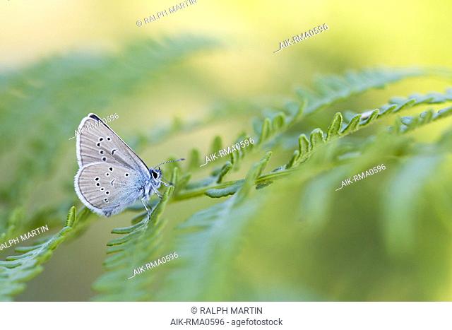 Cyaniris semiargus - Mazarine Blue - Rotklee-Blaeuling, Germany (Baden-Württemberg), imago