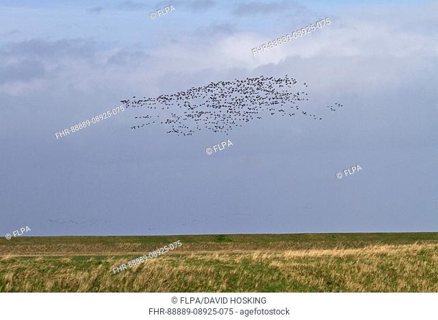 Brent Geese flying along the sea wall Terrington Marsh, The Wash