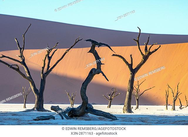 Dead acacia trees line the base of an ancient dune in the Deadvlei clay pan in Namib-Naukluft National Park, located in Namibia, Africa