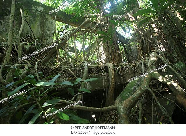Overgrown ruins in the jungle, Corregidor Island, Manila Bay, Philippines, Asia