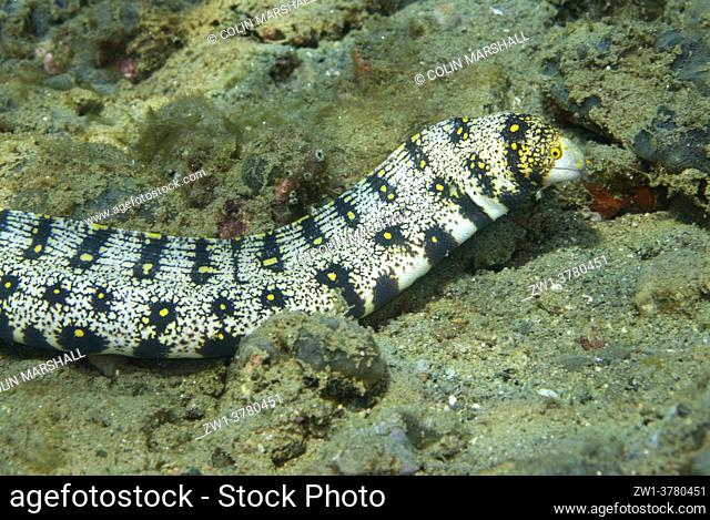 Free-swimming Snowflake Moray Eel (Echidna nebulosa), Rhino City dive site, Ambon, Moluccas, Banda Sea, Indonesia