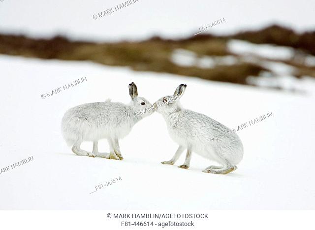 Mountain Hare (Lepus timidus) two animals in white winter pelage (coat) touching noses in form of greeting. Scotland