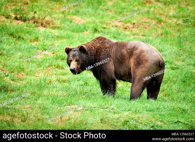 Eurasian brown bear (Ursus arctos arctos), edge of the forest, standing