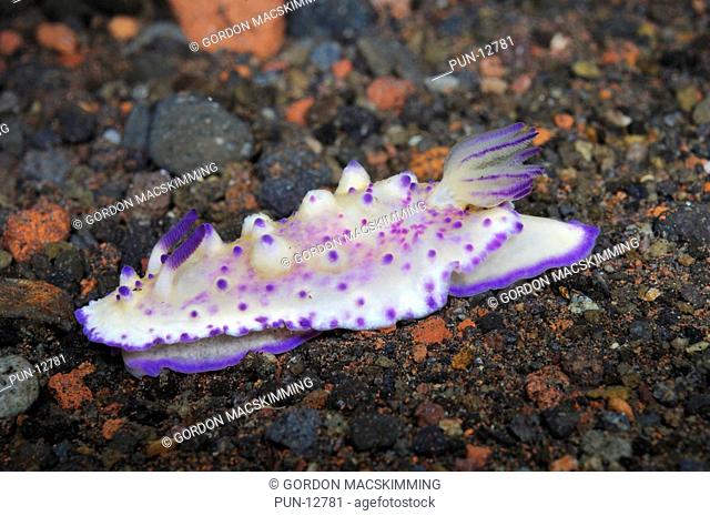 This sea slug Mexichromis multituberculata appears to be quite common in the Tulamben area of Bali Although only formally identified from specimens found in the...