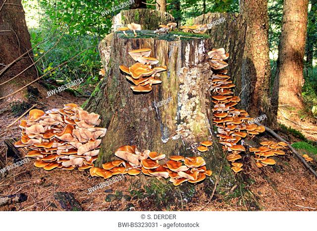 Sheathed woodtuft, Scalycap (Kuehneromyces mutabilis, Galerina mutabilis, Pholiota mutabilis), many Sheathed woodtufts on a tree snag, Germany, Bavaria