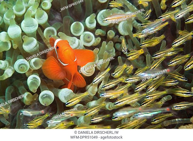 Spinecheek Clownfish and Cardinal Fishes, Premnas aculeatus, Apogon sp., Raja Ampat, West Papua, Indonesia