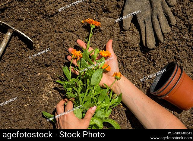 Hands of woman holding flowers on land in garden