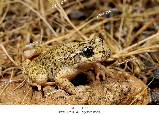 South Iberian midwife toad (Alytes dickhilleni), on stone, Spain, Murcia