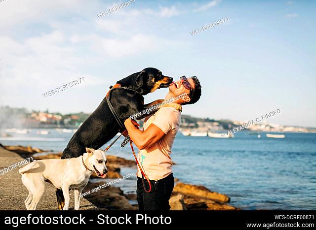 Cheerful man wearing sunglasses playing with dogs at beach against sky