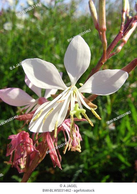 Pink Gaura, Wand Flower Gaura lindheimeri, flower