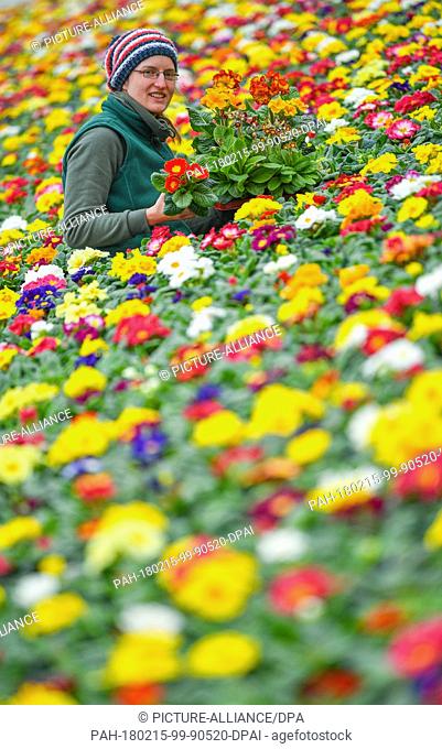 Gardener Simone Rost shows blooming primroses in a greenhouse of the Fontana gardening company in Manschnow, Germany, 15 February 2018