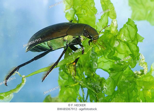 Greater silver beetle, Great black water beetle, Great silver water beetle, Diving water beetle (Hydrophilus piceus, Hydrous piceus), swimming under water