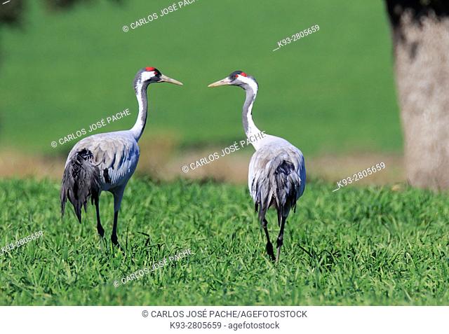 Common cranes searching for acorns in a Dehesa. Extremadura, Spain