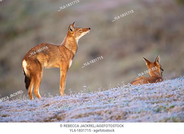 Ethiopian wolf stretching in the morning
