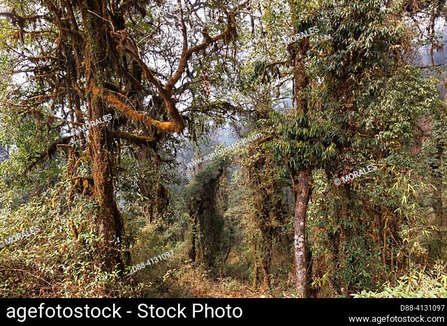 Nepal, Himalaya, Singalila National Park, Mossy oak forest in the sub-alpine zone, habitat of the Red Panda