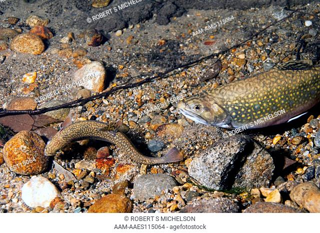 Eastern Brook Trout Spawning, Female Excavating Nest, Or Redd, Salvelinus Fontinalis, Trout, Fish, New Hampshire