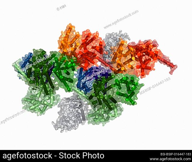 A computer model of a macromolecular complex. Scientists at the National Institute on Drug Abuse (NIDA), part of the NIH
