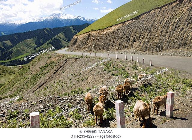 Sheep at roadside, Nanshan ranch, Wulumuqi, Xinjiang Uyghur autonomy district, Silk Road, China