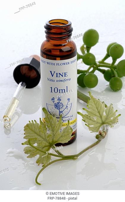 Homeopathic remedies: vine